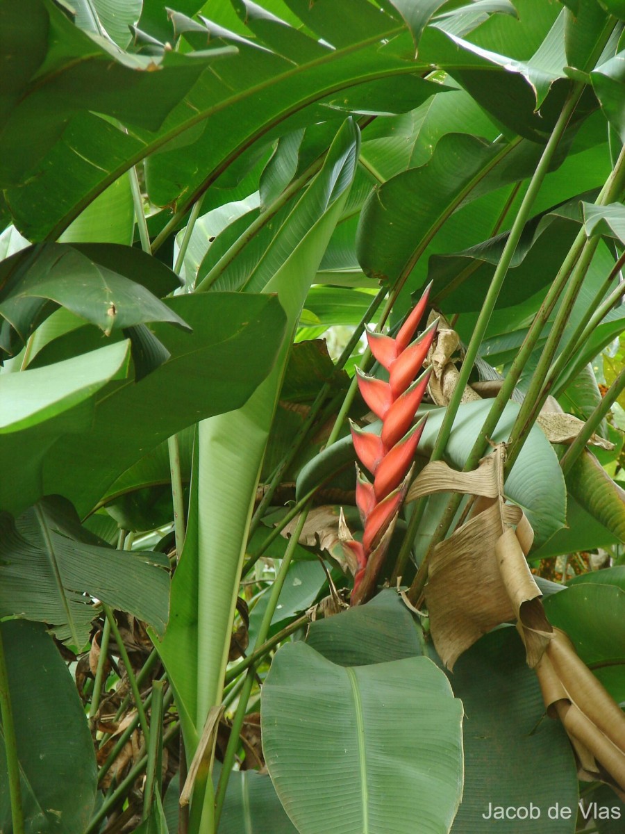 Heliconia bihai (L.) L.